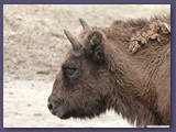 Wildpark Lüneburger Heide