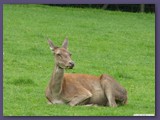 Wildpark Lüneburger Heide