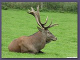 Wildpark Lüneburger Heide