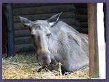 Wildpark Lüneburger Heide