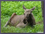 Wildpark Lüneburger Heide