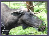 Wildpark Lüneburger Heide