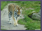 Wildpark Lüneburger Heide