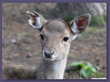 Wildpark Lüneburger Heide
