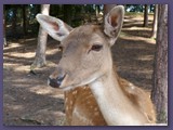 Wildpark Lüneburger Heide