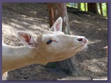 Wildpark Lüneburger Heide