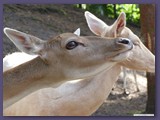 Wildpark Lüneburger Heide