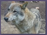 Wildpark Lüneburger Heide