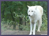 Wildpark Lüneburger Heide