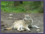 Wildpark Lüneburger Heide