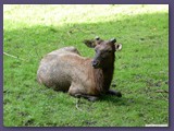 Wildpark Lüneburger Heide