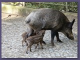 Wildpark Lüneburger Heide