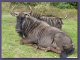 Serengeti-Park