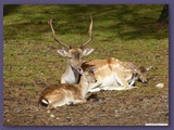 Serengeti-Park
