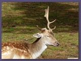 Serengeti-Park
