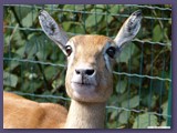 Serengeti-Park