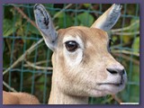 Serengeti-Park