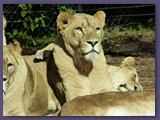 Serengeti-Park