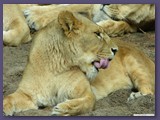 Serengeti-Park9