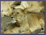 Serengeti-Park