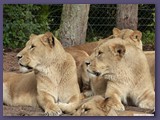 Serengeti-Park