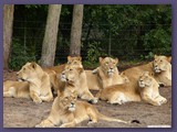 Serengeti-Park