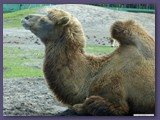 Serengeti-Park