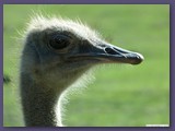 Serengeti-Park