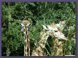 Serengeti-Park
