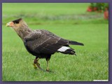 Weltvogelpark Walsrode