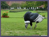 Weltvogelpark Walsrode