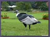 Weltvogelpark Walsrode
