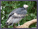 Weltvogelpark Walsrode