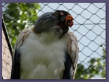 Weltvogelpark Walsrode
