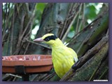 Weltvogelpark Walsrode
