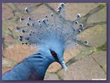 Weltvogelpark Walsrode