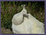 Weltvogelpark Walsrode