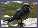 Weltvogelpark Walsrode