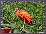 Weltvogelpark Walsrode