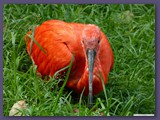 Weltvogelpark Walsrode