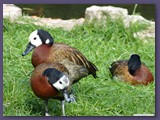 Weltvogelpark Walsrode