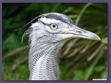 Weltvogelpark Walsrode