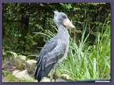 Weltvogelpark Walsrode