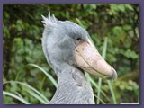 Weltvogelpark Walsrode
