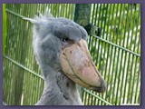 Weltvogelpark Walsrode