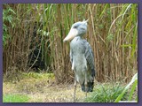Weltvogelpark Walsrode