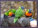 Weltvogelpark Walsrode3