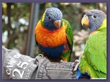Weltvogelpark Walsrode