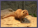 Opel-Zoo Kronberg