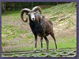 Opel-Zoo Kronberg
